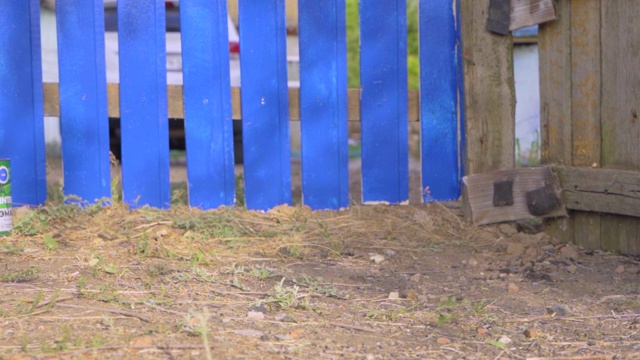 可爱的腊肠犬工头戴着纸自制的施工帽和工人制服，刷着用蓝色染料漆过的木栅栏，刷着漆滚筒在村边跑着休息，慢动作视频素材