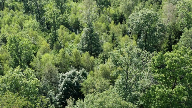 在阳光下拍摄的一片绿色混交林视频下载