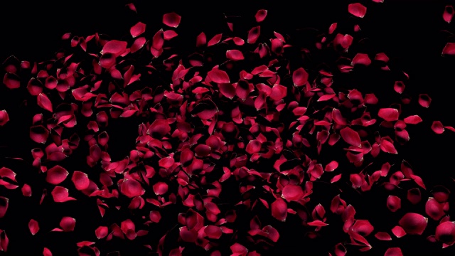 玫瑰花瓣飘落，形成心形。视频下载