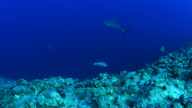 灰礁鲨，蓝角-帕劳视频素材