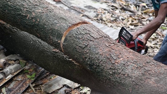 在印度，伐木工人用链锯锯着一个被砍倒的树干，这是滥伐森林的概念视频素材