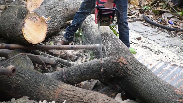 在印度，伐木工人用链锯锯着一个被砍倒的树干，这是滥伐森林的概念视频素材