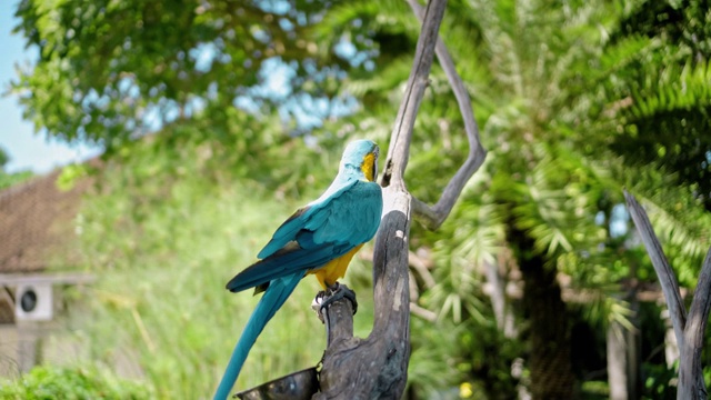 一只长着黄色和蓝色羽毛的鹦鹉坐在一根木树枝上视频素材