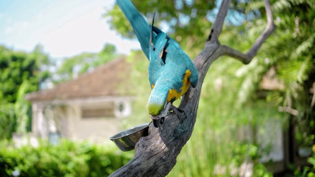 一只长着黄色和蓝色羽毛的鹦鹉坐在一根木树枝上视频素材