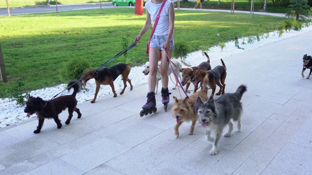 夏日里，宠物保姆穿着旱冰鞋，带着一群杂种狗散步视频下载