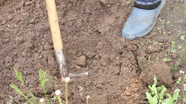 工人在菜园里用铁锹挖土。男农民在橡胶靴子挖掘视频素材