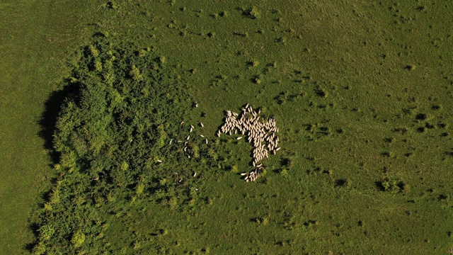 鸟瞰视角无人机4k视频与羊群在夏季放牧视频素材