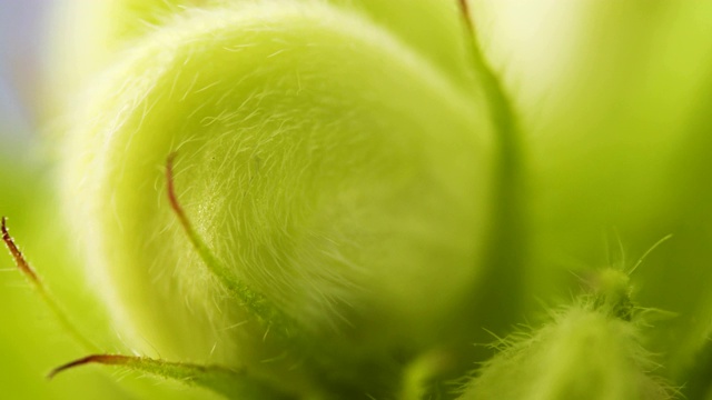 毛茸茸的白色荨麻花长着绿色的花瓣视频素材