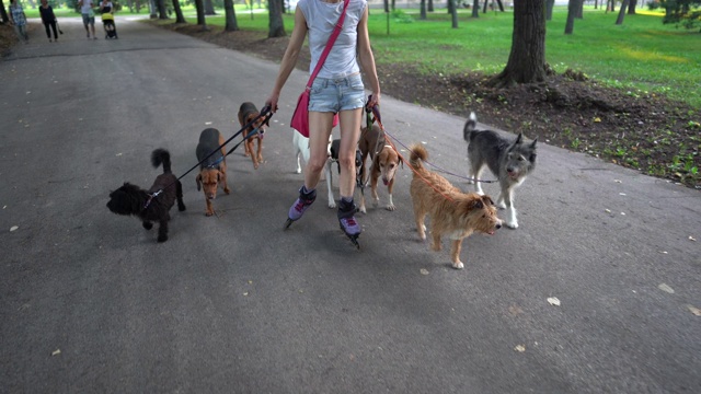 宠物保姆在公园里骑着旱冰鞋和遛着中型混合品种的狗视频下载