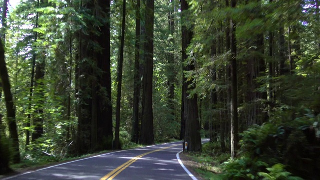 驾驶加州的红杉森林视频下载