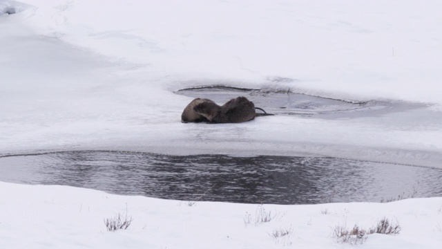 这是一对水獭在黄石公园互相梳理毛发的冬季照片视频素材