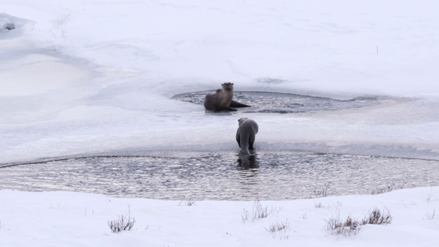 冬天在黄石公园拍摄的水獭吃小鱼的照片视频素材