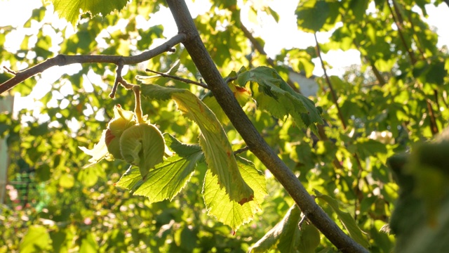 在阳光的照耀下，果园的树枝上成熟的榛子。坚果是健康减肥饮食中膳食纤维、蛋白质和维生素的良好来源。有机生态榛在自家后院种植4K。视频下载
