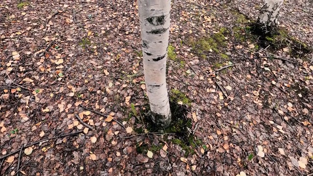 西伯利亚的桦树。树干上没有树皮。角度是从下往上的。视频下载