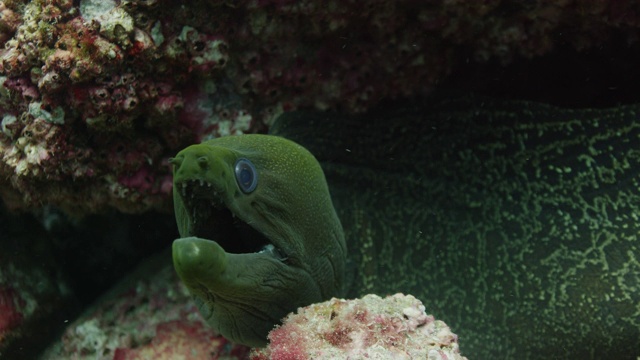 巴拿马绿色海鳗视频素材