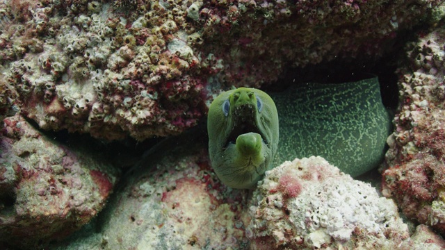 巴拿马绿色海鳗视频素材