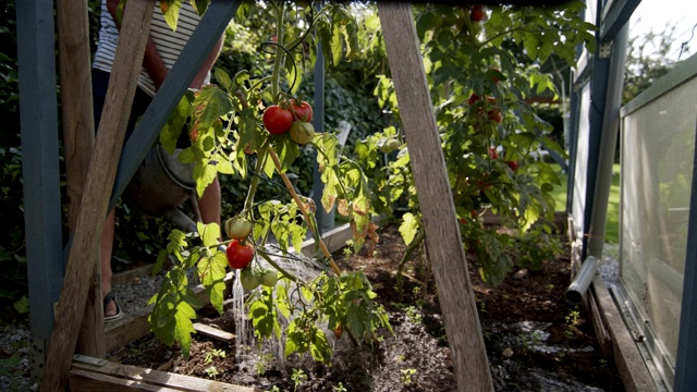 高级男子园艺在后院花园，浇西红柿视频下载