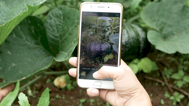近距离的手拿着智能手机，在花园里拍摄绿色的南瓜。视频下载
