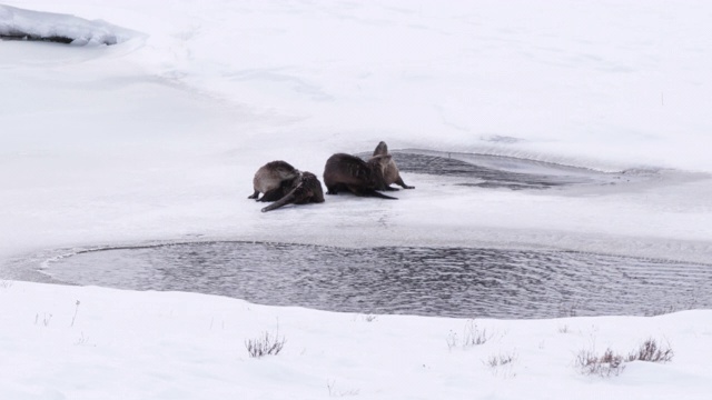 在黄石公园的冬天，三只河獭在部分结冰的池塘边休息视频素材