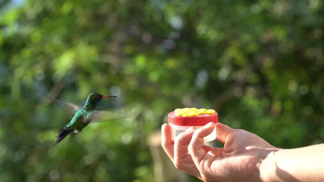 加勒比自然风光中的蜂鸟视频下载