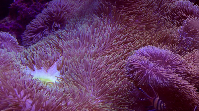 明亮蓬松的海葵特写慢动作。珊瑚礁视频下载