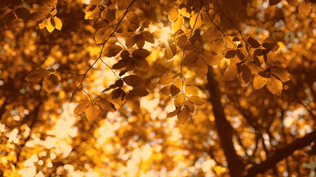 阳光透过金色的秋叶，鸟儿鸣叫视频素材