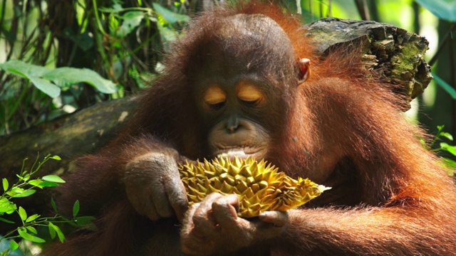 印度尼西亚的巴布亚丛林里吃榴莲的猩猩视频素材