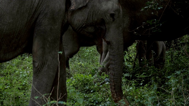 野生亚洲象家族在自然保护区自由漫步。一群大象在亚拉国家公园散步视频素材