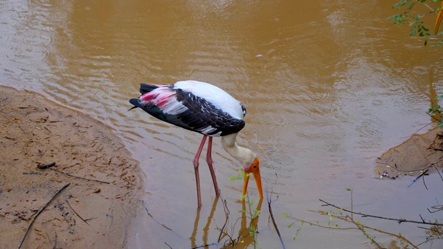野鹳在泥泞的池塘里进食。水鸟张开嘴等待捕捉猎物。保护区内的野生动物。斯里兰卡,亚洲视频素材