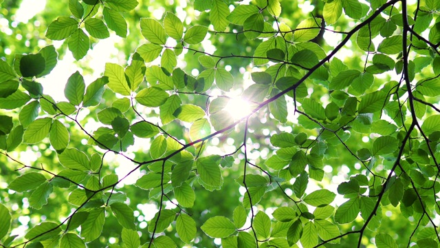 阳光穿过森林里的树叶视频素材