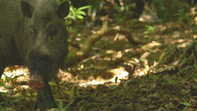 印度尼西亚巴布亚丛林里的野猪视频素材