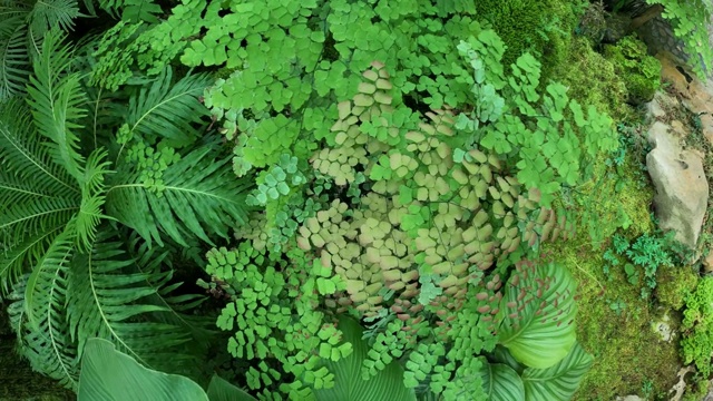 热带雨林中的绿叶蕨类植物视频素材