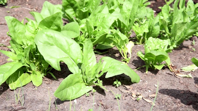 花园里的菠菜。新鲜天然的菠菜叶片生长的生物菠菜。视频下载