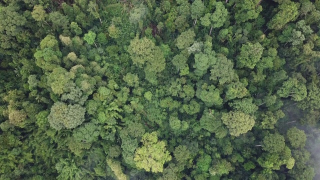 无人机查看热带森林早上卡梅伦高地视频下载
