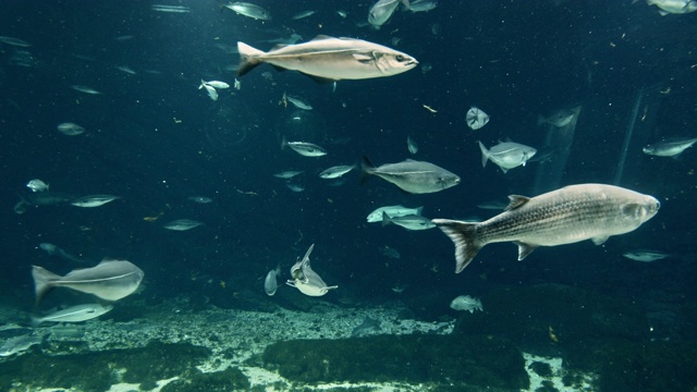 美丽的不同大小的鱼在一个水族馆里游泳视频下载