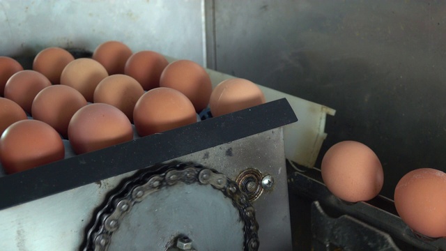 农场里的新鲜鸡蛋视频素材