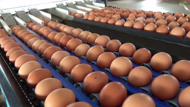 农场里的新鲜鸡蛋视频下载