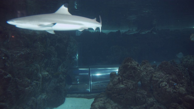 从水族馆玻璃后面看，里面装满了鱼和鲨鱼视频下载