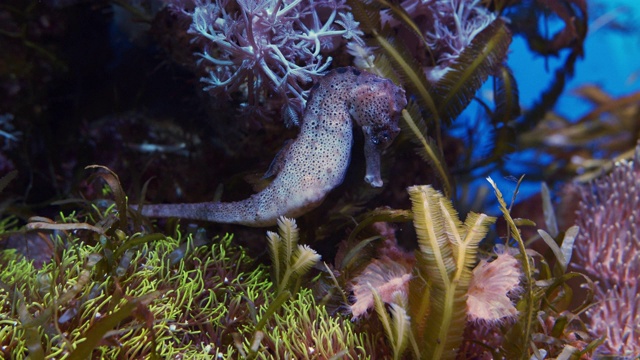 海水中的海马被海葵包围视频下载