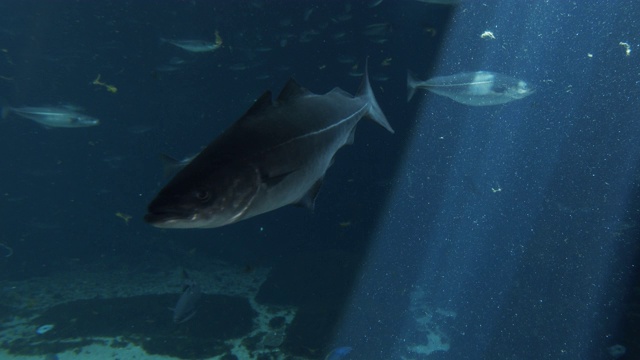在鱼缸里游泳的鱼，表面有明亮的光视频下载