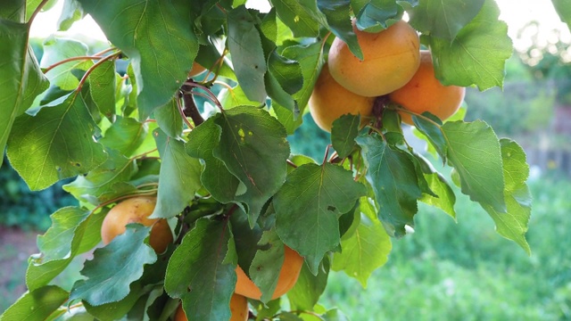 大熟杏在树枝上特写。一个长满绿叶和水果的果园。收获时间。天然糖果和维生素。视频素材