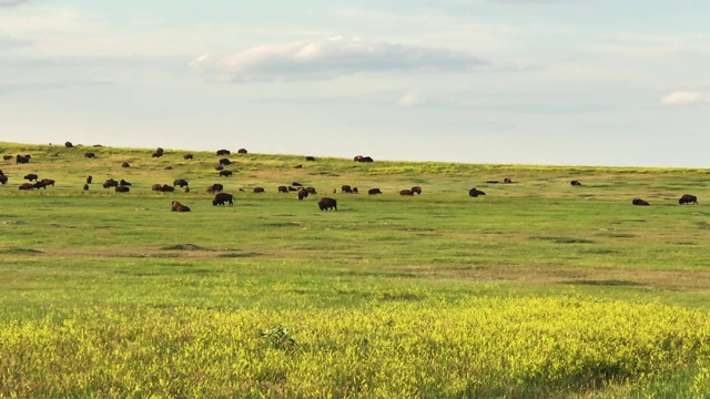 草原上的野牛视频下载