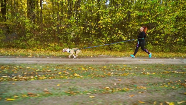 女孩和狗狗Amstaff在大自然中嬉戏视频下载