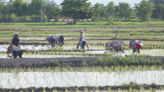 农民种植水稻视频下载