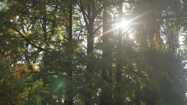 早上在树林里落叶在地上的4K镜头视频素材