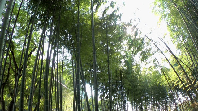 日本镰仓的竹林随风摇摆视频下载