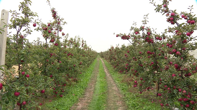 苹果树果园视频下载