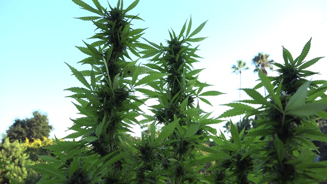 医用大麻的开花植物叶子视频下载