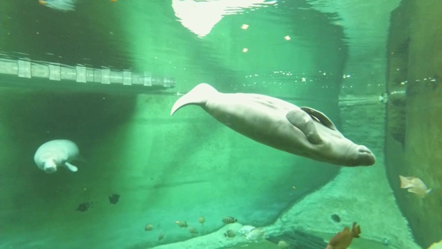 弗罗茨瓦夫非洲水族馆的海牛视频素材