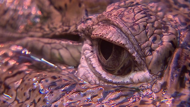 鳄鱼的眼睛视频素材